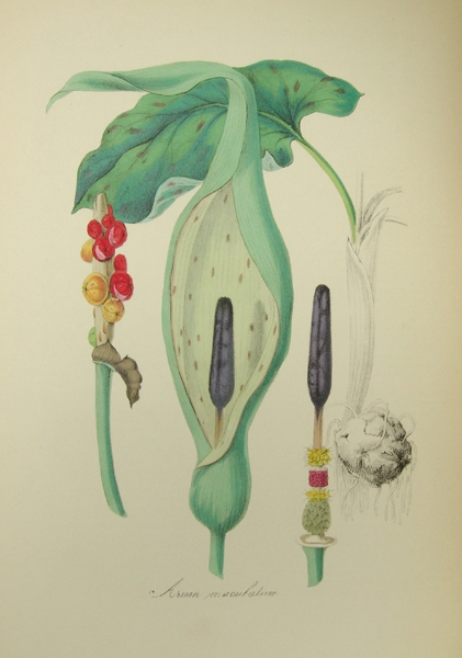 Plantæ Utiliores; or Illustration of Useful Plants, Employed in the Arts and Medicine. 4 vols.