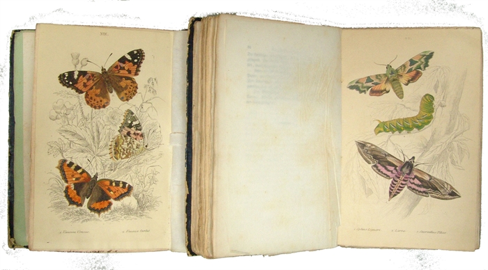 Naturgeschichte der europäischen Schmetterlinge. Bearbeitet von Friedrich Treitschke. 2 Theile. (1. Tagfalter. 2. Schwärmer und Spinner). Pesth, C.A. Hartleben, 1840-41.