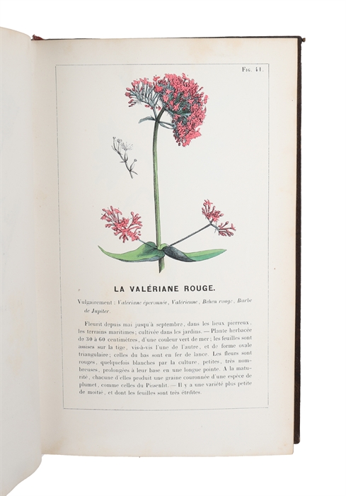 Lecons Élémentaires de Botanique fondées sur l'Analyse de 50 Plantes vulgaires et formant un Traité complet d'Organographie et de Physiologie Végétable. 1.-2. Partie + Atlas.(all).