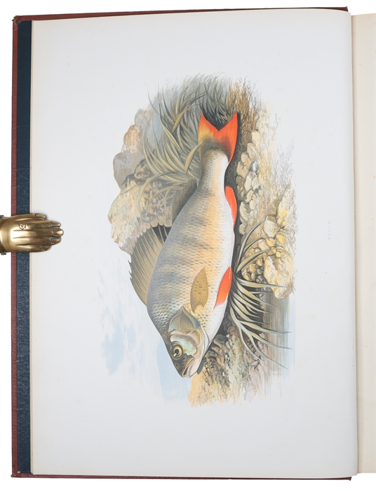 British Fresh-Water Fishes. Illustrated with a coloured Figure of each Species drawn from Nature by A.F. Lydon and numerous Engravings. (Division I-II, all).