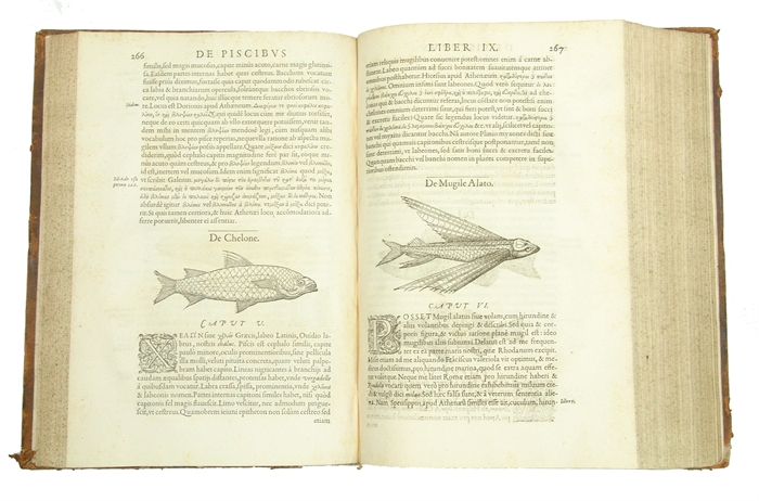 Libri de Piscibus Marinis, in quibus Piscium expressæ sunt. Quæ in tota Piscium historia contineantur, indicat Elenchus pagina nona et decima. Postremò accesserunt Indices necessarij. + Vniuersæ aquatilium Historiæ pars altera, cum veris ipsorum Imagin...