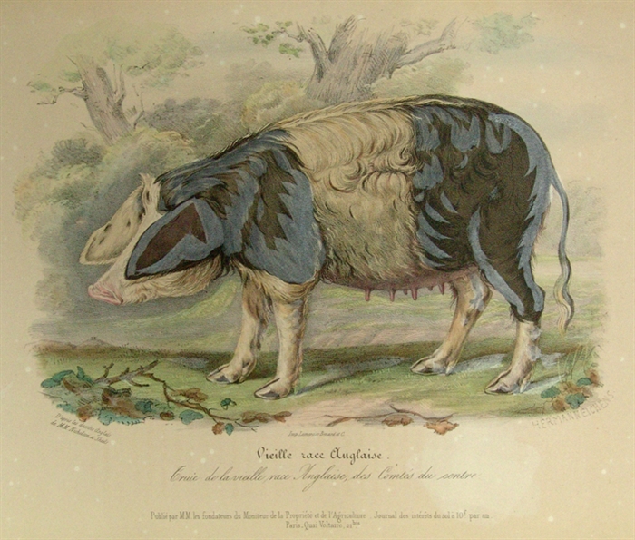 Histoire Naturelle-Agricole des Animaux Domestiques de l'Europe publiée par les Fondateurs du Moniteur de la Propriété et de L'Agriculture. Races de la Grande- Bretagne. D'apres les tableaux exécutés par M. Shiels, de l'Academie royale d'Ecosse...