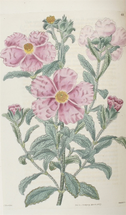 Cistineae the natural Order of Cistus, or Rock-Rose; illustrated by coloured Figures & Descriptions of all the distinct Species, and the most prominent Varieties, that could be at present procured in the Gardens of Great Britain; with the best Directi...