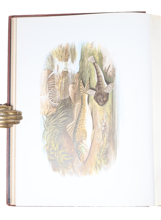 British Fresh-Water Fishes. Illustrated with a coloured Figure of each Species drawn from Nature by A.F. Lydon and numerous Engravings. (Division I-II, all).