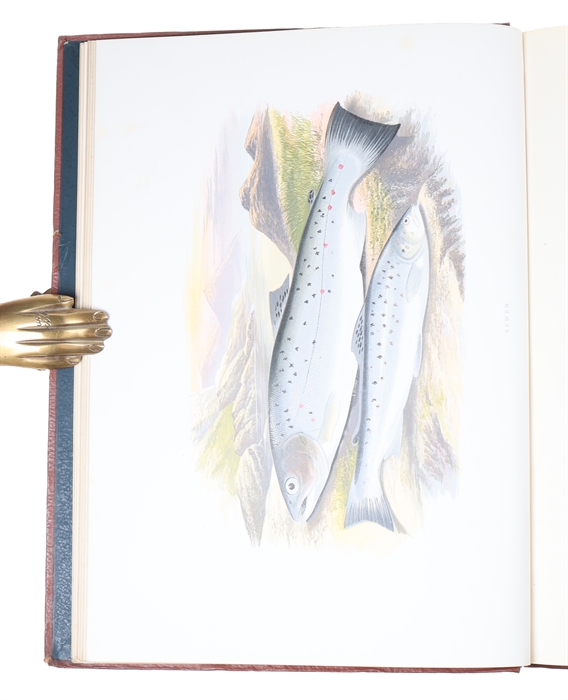 British Fresh-Water Fishes. Illustrated with a coloured Figure of each Species drawn from Nature by A.F. Lydon and numerous Engravings. (Division I-II, all).