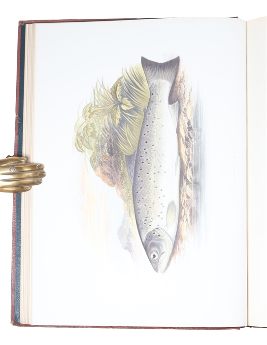 British Fresh-Water Fishes. Illustrated with a coloured Figure of each Species drawn from Nature by A.F. Lydon and numerous Engravings. (Division I-II, all).