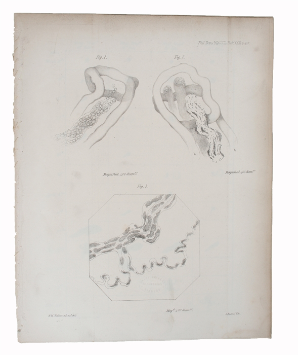 Experiments on the Section of the Glossopharyngeal and Hypoglossal Nerves of the Frog, and observations of the alterations produced thereby in the Structure of their Primitive Fibres. Communicated by Professor Owen, F.R.S. Received November 22, 1849, -...