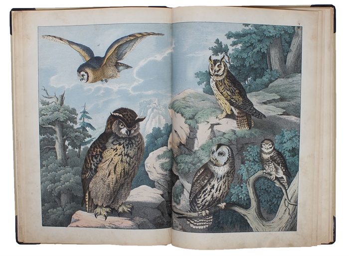 Afbildninger til Fuglenes Naturhistorie med oplysende Text.