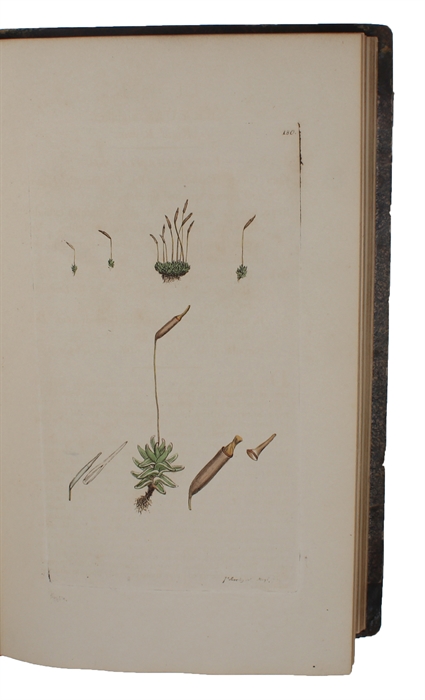 English Botany; or, coloured Figures of British Plants, with their essential Characters, Synonyms, and Places of Growth. To which will be added, occasional Remarks by James Sowerby (and) James Edward Smith. The Figures by james Sowerby. Vol. (I) - XXXI.