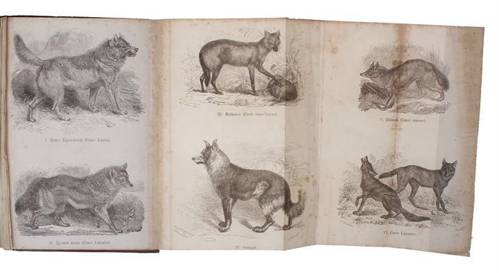 Priruchennyie zhivotnyie i vozdelannyie rasteniya [i.e. Russian "The Variation of Animals and Plants under Domestication". Translated from English with the consent and assistance of the author by V. Kovalevsky. Edited by I. M. Sechenov, botanical sect...
