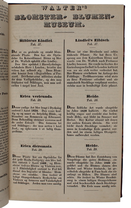 (Blomster-Museum eller colorerede Afbildninger af de skjönneste Blomster og Siirplanter, med tydsk og dansk Beskrivelse. Udgivet af Joh. Ernst Christ. Walter, - Blumen-Museum oder colorirte Abbildungen der schönsten Blumen und Zierpflanzen, mit deutsc...