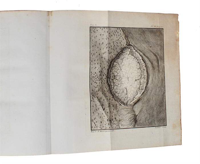 Histoire Naturelle, Générale et Particulière, avec la description du Cabinet du Roy (15 vols.) (+) Supplément à l'Histoire naturelle (6 vols) (+) Histoire naturelle des Oiseaux (9 vols) (+) Quadrupedes Ovipares et des Serpens (2 vols). 32 vols.