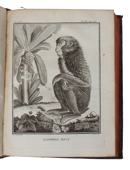 Histoire Naturelle, Générale et Particulière, avec la description du Cabinet du Roy (15 vols.) (+) Supplément à l'Histoire naturelle (6 vols) (+) Histoire naturelle des Oiseaux (9 vols) (+) Quadrupedes Ovipares et des Serpens (2 vols). 32 vols.