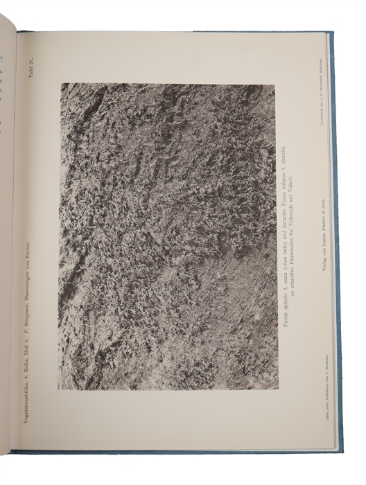 Algenvegetationsbilder von den Küsten der Färöer (In "Vegetationsbilder. Vierte Reihe, Heft 6.").