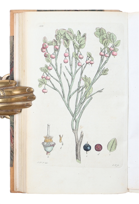 Svensk Botanik. Vol. 1-10.