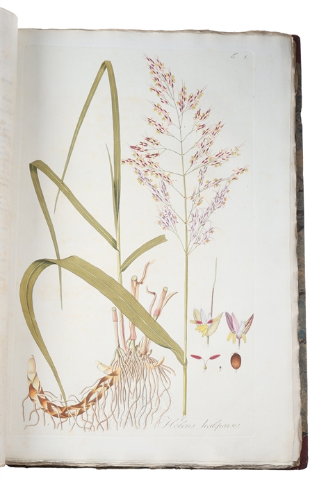 Icones et Descriptiones Graminum Austriacorum. Vol. 1-3 (of 4).