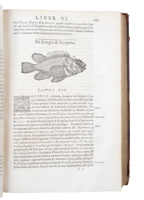 Libri de Piscibus Marinis, in quibus Piscium expressæ sunt. Quæ in tota Piscium historia contineantur, indicat Elenchus pagina nona et decima. Postremò accesserunt Indices necessarij. + Vniuersæ aquatilium Historiæ pars altera, cum veris ipsorum Imagi...
